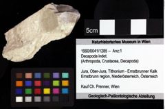 Foto (Objket + Etiketten) von Decapoda indet. 